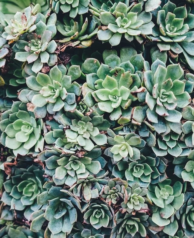 succulents